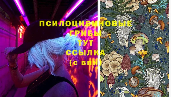 PSILOCYBIN Армянск